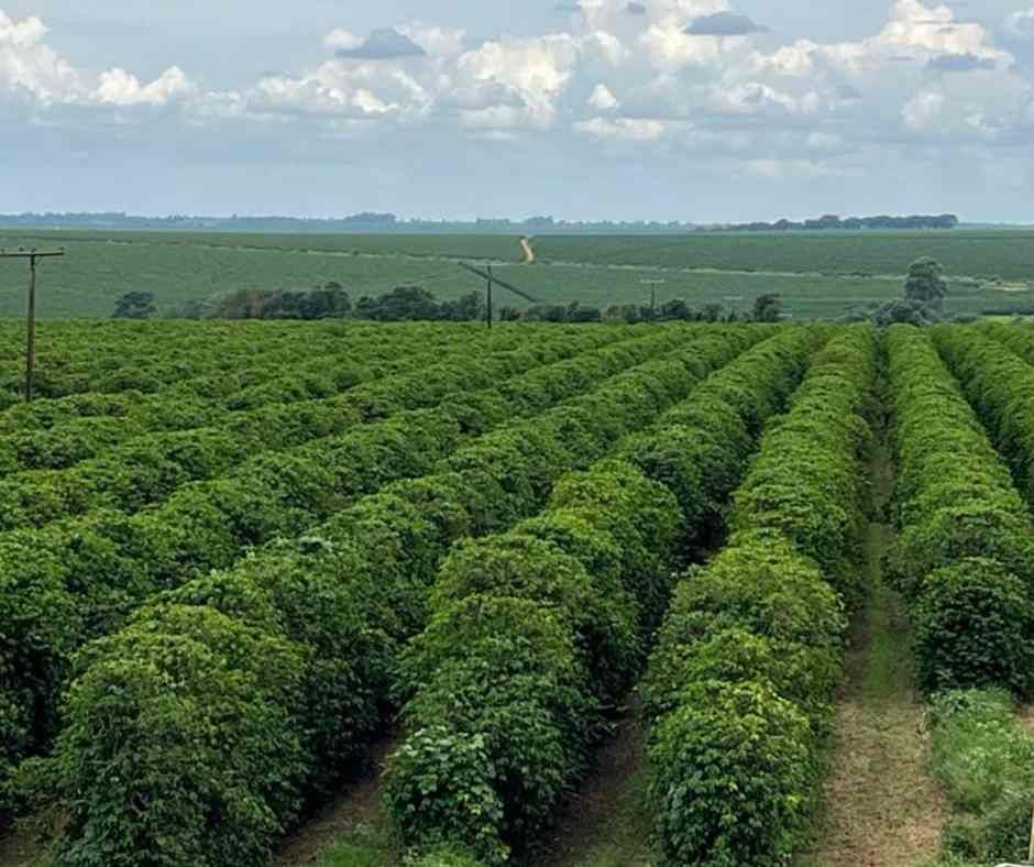 Brazil Cerrado Caramelo Doce Fazenda Paraiso 2025-2